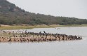 Marabus, Kormorane, Pelikane, Störche