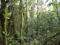Bwindi