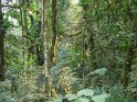 Bwindi (2)