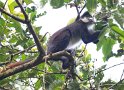 Rotschwanz-Weißnasenmeerkatze