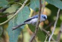 Blauhaubenschnäpper