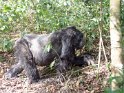 Gorilla Silberrücken