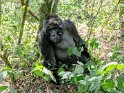 Gorilla (2)