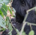 Gorilla Mama mit Baby