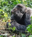 Gorilla (3)