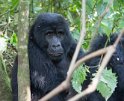 Gorilla (4)