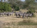 Steppen-Zebras