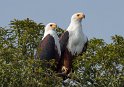 Schreiseeadler (2)