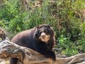 Brillenbär (Gehege)