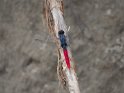 PE-2018-10-RH-5598