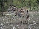 Zebra mit Jungtier