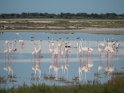 Flamingos