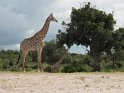 Giraffe (2)