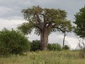 Baobab