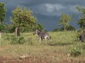 Zebra (2)