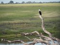 Schreiseeadler