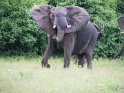Elefant