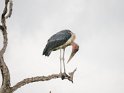 Marabu
