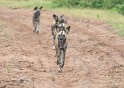 Wildhunde