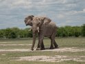 Elefant (2)