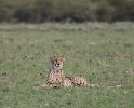 Gepard