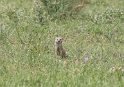 Fuchsmanguste