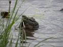 Krokodil