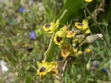 Ophrys sicula