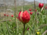 Tulpe Doerfler