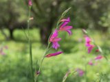 Italienische Gladiole