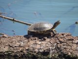 Kaspische Bachschildkröte