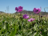 Kronen Anemone (2)