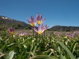 Tulpe Baker