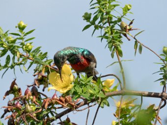 Olivbauch-Nektarvogel