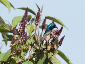 Ziernektarvogel