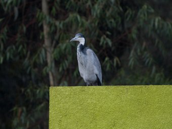 Schwarzhalsreiher