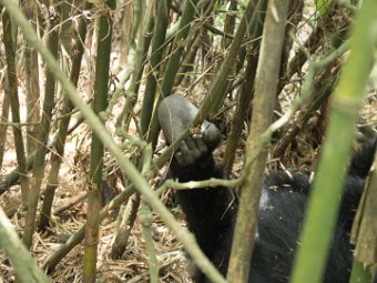 Gorilla Fuß