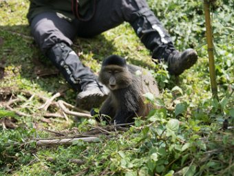 Goldmeerkatze, keine Scheu vor  Besuchern