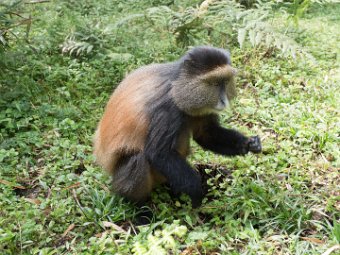 Goldmeerkatze (14)