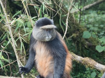Goldmeerkatze (17)
