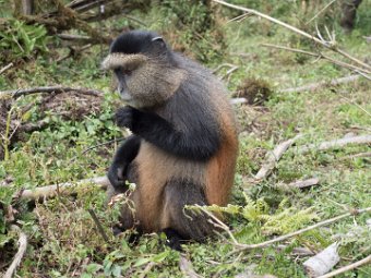 Goldmeerkatze (19)