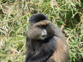 Goldmeerkatze (24)