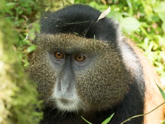 Goldmeerkatze (25)