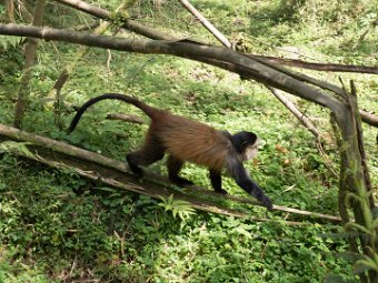 Goldmeerkatze (6)