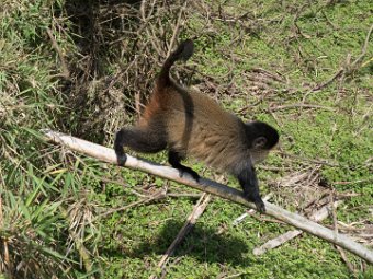 Goldmeerkatze (10)
