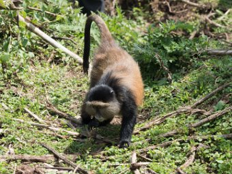 Goldmeerkatze (11)