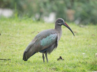 Hagedasch Ibis