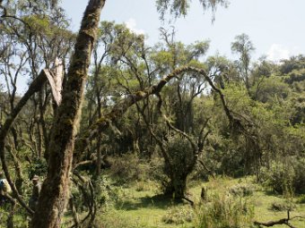 auf dem Weg zu den Berggorillas (2)