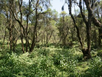 auf dem Weg zu den Berggorillas (3)