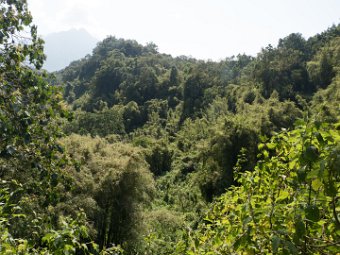 Aufstieg in die Virunga Berge